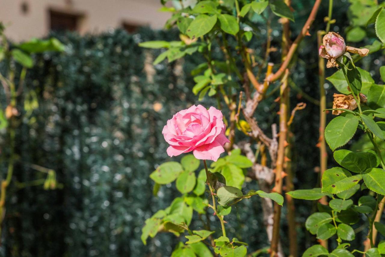 Les Rosiers - Maison Avec Jacuzzi Brive-la-Gaillarde Exteriér fotografie